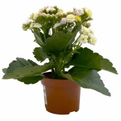 Kalanchoe 'Mozaic', Wechselfarbig, Topf-Ø 12 Cm, Höhe Ca. 22 Cm, 6er-Set -Bestes Gartengeräte Geschäft 0610103650 Outdoor Kalanchoe Mozaic wechselfarbig 6er Set 3 113822