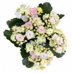 Kalanchoe 'Mozaic', Wechselfarbig, Topf-Ø 12 Cm, Höhe Ca. 22 Cm, 6er-Set -Bestes Gartengeräte Geschäft 0610103650 Outdoor Kalanchoe Mozaic wechselfarbig 6er Set 8 113824