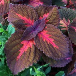 Buntnessel, Mischung Zufällig, Topf-Ø 12 Cm, 6er-Set -Bestes Gartengeräte Geschäft 0610180006 solenostemon scut coleus t12 t13 in sorten h20 1 68980