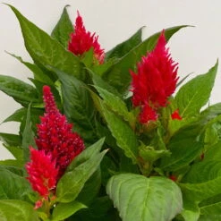 Celosia 'Kelos Fire Scarlet' Rot, Topf-Ø 17 Cm, 2er-Set -Bestes Gartengeräte Geschäft 0610240079 Celosia argentea T17 2er Set dunkelrot Kelos Fire Scarlet 11 113576