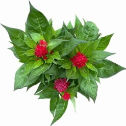 Celosia 'Kelos Fire Scarlet' Rot, Topf-Ø 17 Cm, 2er-Set -Bestes Gartengeräte Geschäft 0610240079 Celosia argentea T17 2er Set dunkelrot Kelos Fire Scarlet 12 113669