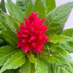 Celosia 'Kelos Fire Scarlet' Rot, Topf-Ø 17 Cm, 2er-Set -Bestes Gartengeräte Geschäft 0610240079 Celosia argentea T17 2er Set dunkelrot Kelos Fire Scarlet 3 113577