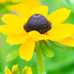 Sonnenhut 'Toto®', Topf-Ø 13, 6er-Set -Bestes Gartengeräte Geschäft 0610360035 Rudbeckia hirta T13 Toto 6er Set 1 111926