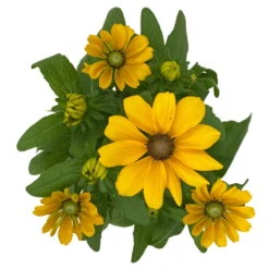 Sonnenhut 'Toto®', Topf-Ø 13, 6er-Set -Bestes Gartengeräte Geschäft 0610360035 Rudbeckia hirta Toto 6er Set 12 112693