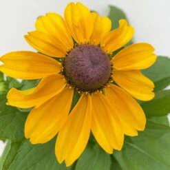 Sonnenhut 'Toto®', Topf-Ø 13, 6er-Set -Bestes Gartengeräte Geschäft 0610360035 Rudbeckia hirta Toto 6er Set 16 112671