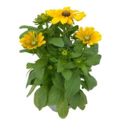Sonnenhut 'Toto®', Topf-Ø 13, 6er-Set -Bestes Gartengeräte Geschäft 0610360035 Rudbeckia hirta Toto 6er Set 17 112690