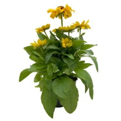 Sonnenhut 'Toto®', Topf-Ø 13, 6er-Set -Bestes Gartengeräte Geschäft 0610360035 Rudbeckia hirta Toto 6er Set 2 112689