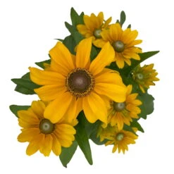 Sonnenhut 'Toto®', Topf-Ø 13, 6er-Set -Bestes Gartengeräte Geschäft 0610360035 Rudbeckia hirta Toto 6er Set 4 112691