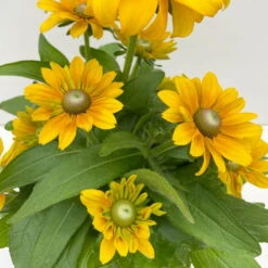 Sonnenhut 'Toto®', Topf-Ø 13, 6er-Set -Bestes Gartengeräte Geschäft 0610360035 Rudbeckia hirta Toto 6er Set 6 112668