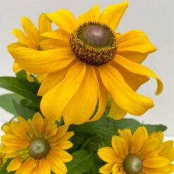 Sonnenhut 'Toto®', Topf-Ø 13, 6er-Set -Bestes Gartengeräte Geschäft 0610360035 Rudbeckia hirta Toto 6er Set 7 112670