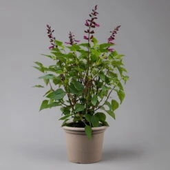 Pfirsichsalbei 'Strawberry Lake' Pink, Topf-Ø 21 Cm, Höhe Ca. 40 Cm 7 Pfirsichsalbei 'Strawberry Lake' Pink, Topf-Ø 21 Cm, Höhe Ca. 40 Cm -Bestes Gartengeräte Geschäft 0610370086 Salvia T21 Strawberry Lake H 40cm 2 125990