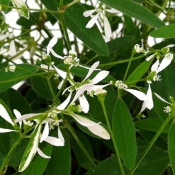 Petunie 'Mystery Sky' & Schneewolke Dunkelblau-weiß, Ampeltopf-Ø 25/27 Cm 16 Petunie 'Mystery Sky' & Schneewolke Dunkelblau-weiß, Ampeltopf-Ø 25/27 Cm -Bestes Gartengeräte Geschäft 0610500546 Euphorbia XL Diamond Frost 3er Set 9 89747