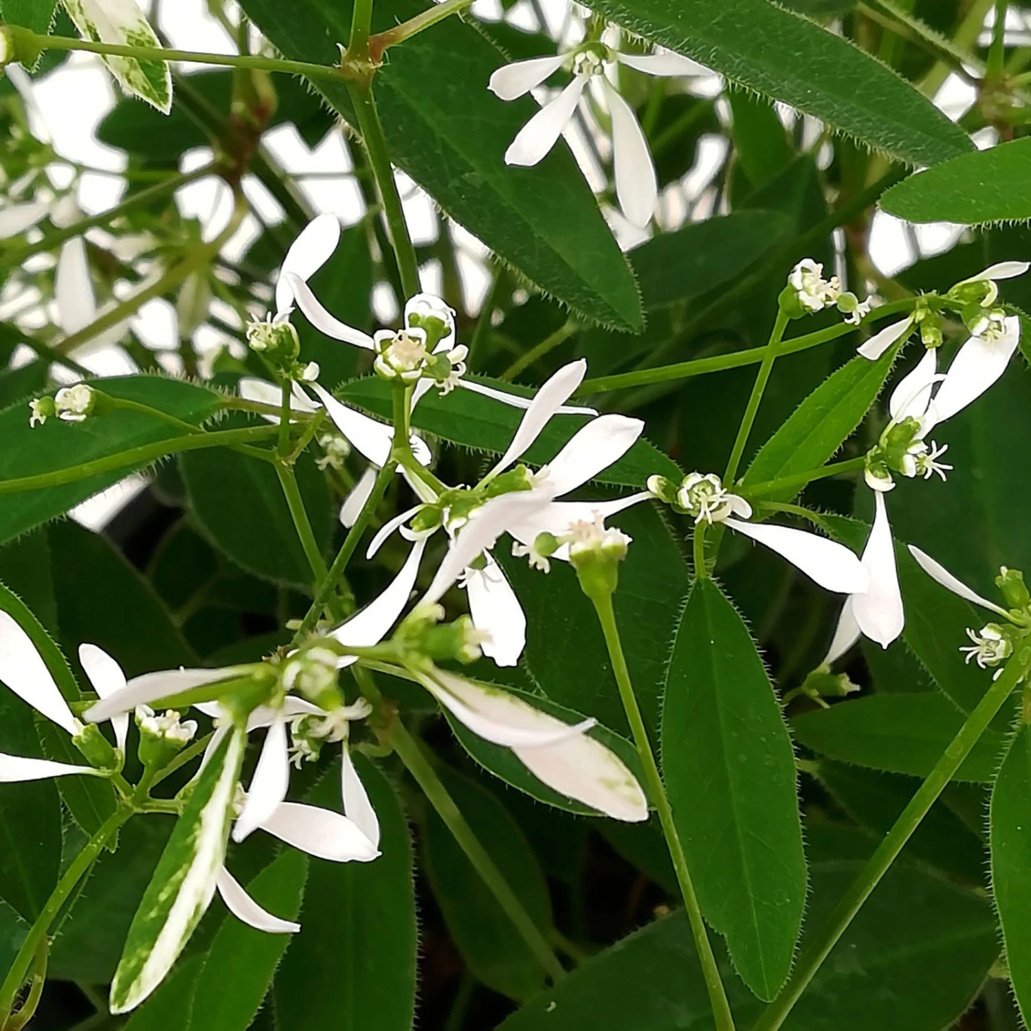 Petunie 'Mystery Sky' & Schneewolke Dunkelblau-weiß, Ampeltopf-Ø 25/27 Cm 6 Petunie 'Mystery Sky' & Schneewolke Dunkelblau-weiß, Ampeltopf-Ø 25/27 Cm – Bild 6