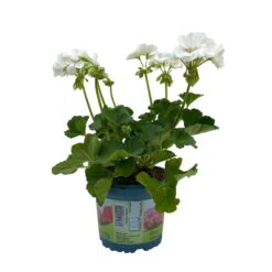 Geranie 'Sunrise® Clarissa' Weiß, Stehend, Topf-Ø 13 Cm, 6er-Set -Bestes Gartengeräte Geschäft 0612140034 KB Pelargonium zonale T13 Sunrise Clarissa 6er Set 3 93277