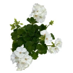 Geranie 'Sunrise® Clarissa' Weiß, Stehend, Topf-Ø 13 Cm, 6er-Set -Bestes Gartengeräte Geschäft 0612140034 KB Pelargonium zonale T13 Sunrise Clarissa 6er Set 5 93278