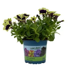 Petunien 'Cascadias™ Rim Magenta', Dunkel&creme, Hängend, Topf-Ø 13 Cm, 6er-Set -Bestes Gartengeräte Geschäft 0613170111 KB Petunia T13 Cascadias Rim Magenta 6er Set WS 4 110952