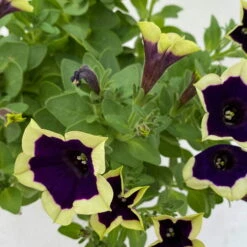 Petunien 'Cascadias™ Rim Magenta', Dunkel&creme, Hängend, Topf-Ø 13 Cm, 6er-Set -Bestes Gartengeräte Geschäft 0613170111 KB Petunia T13 Cascadias Rim Magenta 6er Set WS 8 110844