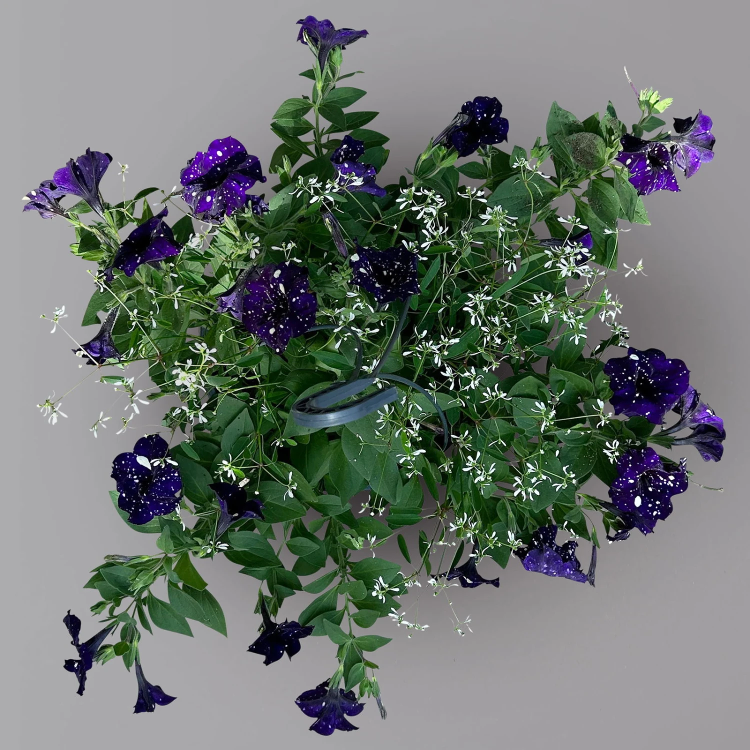 Petunie 'Mystery Sky' & Schneewolke Dunkelblau-weiß, Ampeltopf-Ø 25/27 Cm 2 Petunie 'Mystery Sky' & Schneewolke Dunkelblau-weiß, Ampeltopf-Ø 25/27 Cm – Bild 2