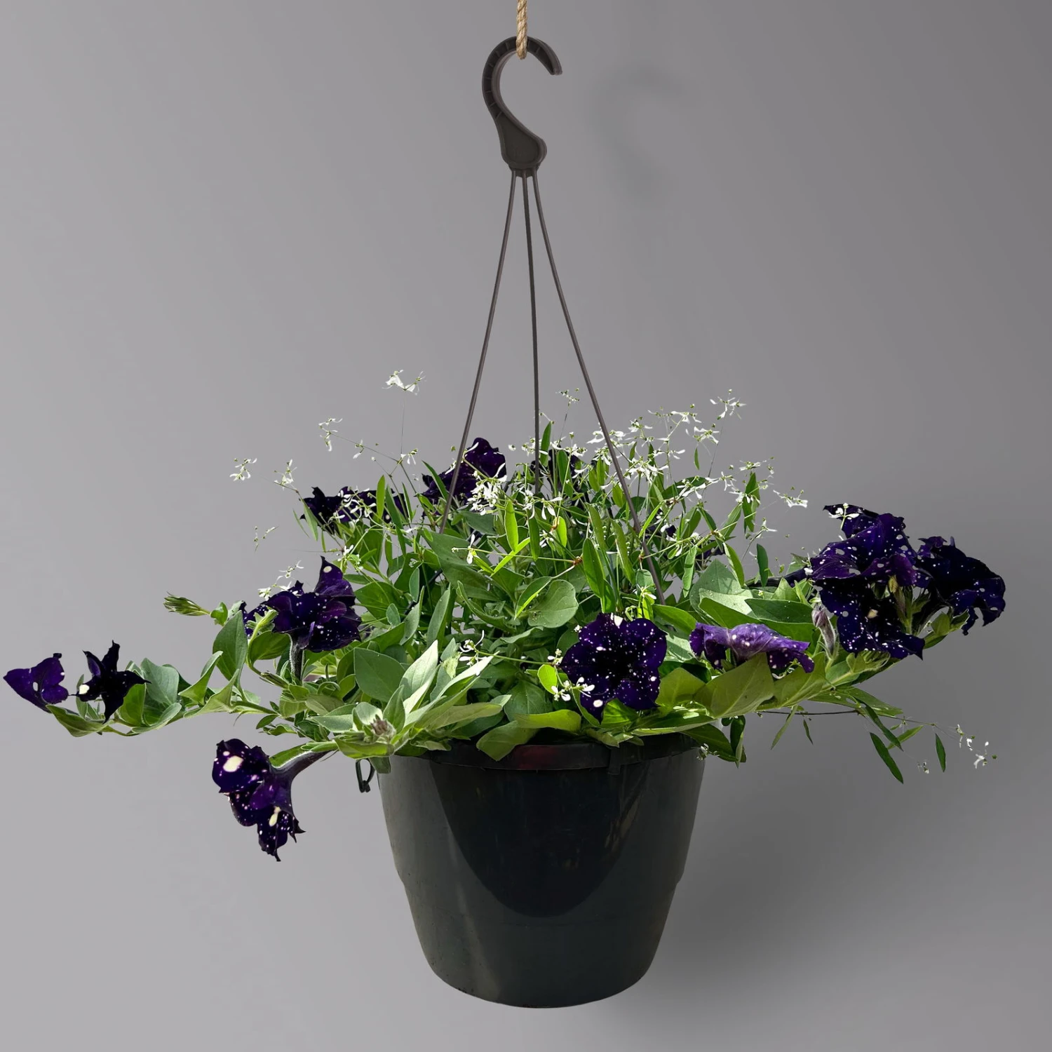 Petunie 'Mystery Sky' & Schneewolke Dunkelblau-weiß, Ampeltopf-Ø 25/27 Cm 1 Petunie 'Mystery Sky' & Schneewolke Dunkelblau-weiß, Ampeltopf-Ø 25/27 Cm