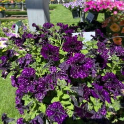 Petunie 'Mystery Sky' & Schneewolke Dunkelblau-weiß, Ampeltopf-Ø 25/27 Cm 17 Petunie 'Mystery Sky' & Schneewolke Dunkelblau-weiß, Ampeltopf-Ø 25/27 Cm -Bestes Gartengeräte Geschäft 0619110060 petunia ampel mystery sky diamond frost 1 122677