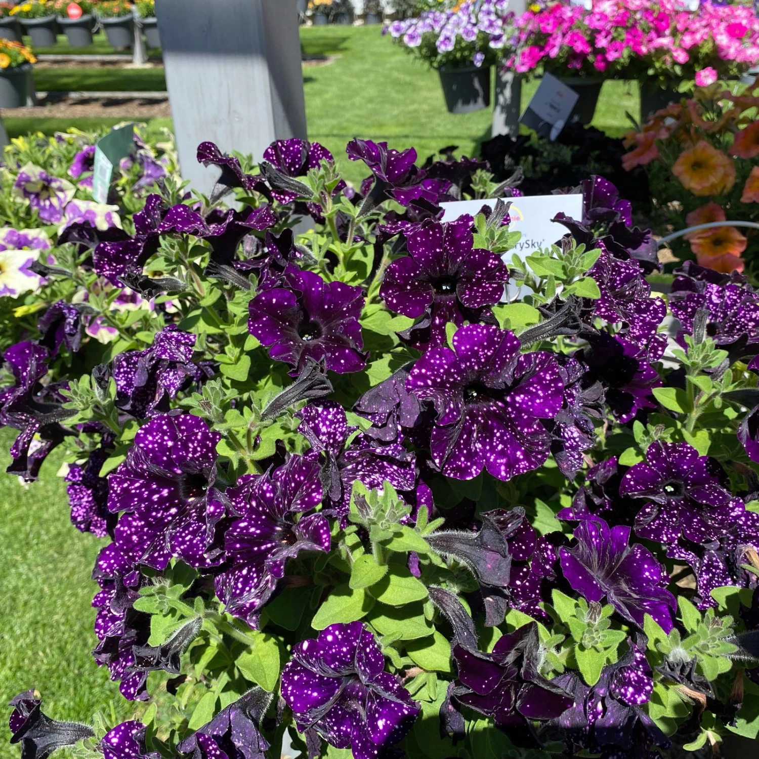 Petunie 'Mystery Sky' & Schneewolke Dunkelblau-weiß, Ampeltopf-Ø 25/27 Cm 7 Petunie 'Mystery Sky' & Schneewolke Dunkelblau-weiß, Ampeltopf-Ø 25/27 Cm – Bild 7