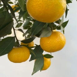 Mandarinenbaum, Stamm, Topf-Ø Ca. 33 Cm, Höhe Ca. 150 Cm 14 Mandarinenbaum, Stamm, Topf-Ø Ca. 33 Cm, Höhe Ca. 150 Cm -Bestes Gartengeräte Geschäft 0630100057 KB Citrus reticulata Stamm T33 12 104203