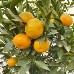 Mandarinenbaum, Stamm, Topf-Ø Ca. 33 Cm, Höhe Ca. 150 Cm 13 Mandarinenbaum, Stamm, Topf-Ø Ca. 33 Cm, Höhe Ca. 150 Cm -Bestes Gartengeräte Geschäft 0630100057 KB Citrus reticulata Stamm T33 19 104202