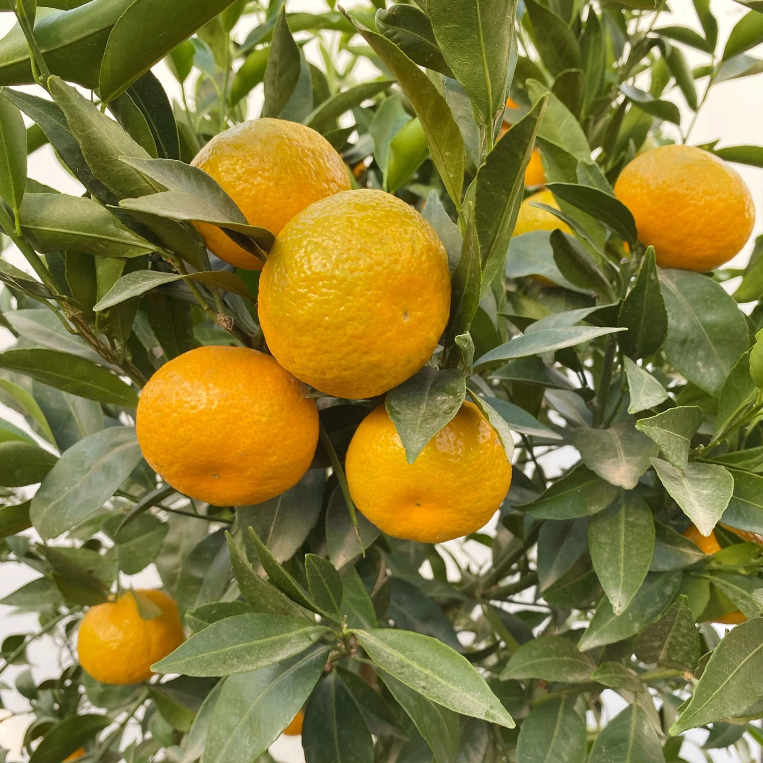 Mandarinenbaum, Stamm, Topf-Ø Ca. 33 Cm, Höhe Ca. 150 Cm 5 Mandarinenbaum, Stamm, Topf-Ø Ca. 33 Cm, Höhe Ca. 150 Cm – Bild 5