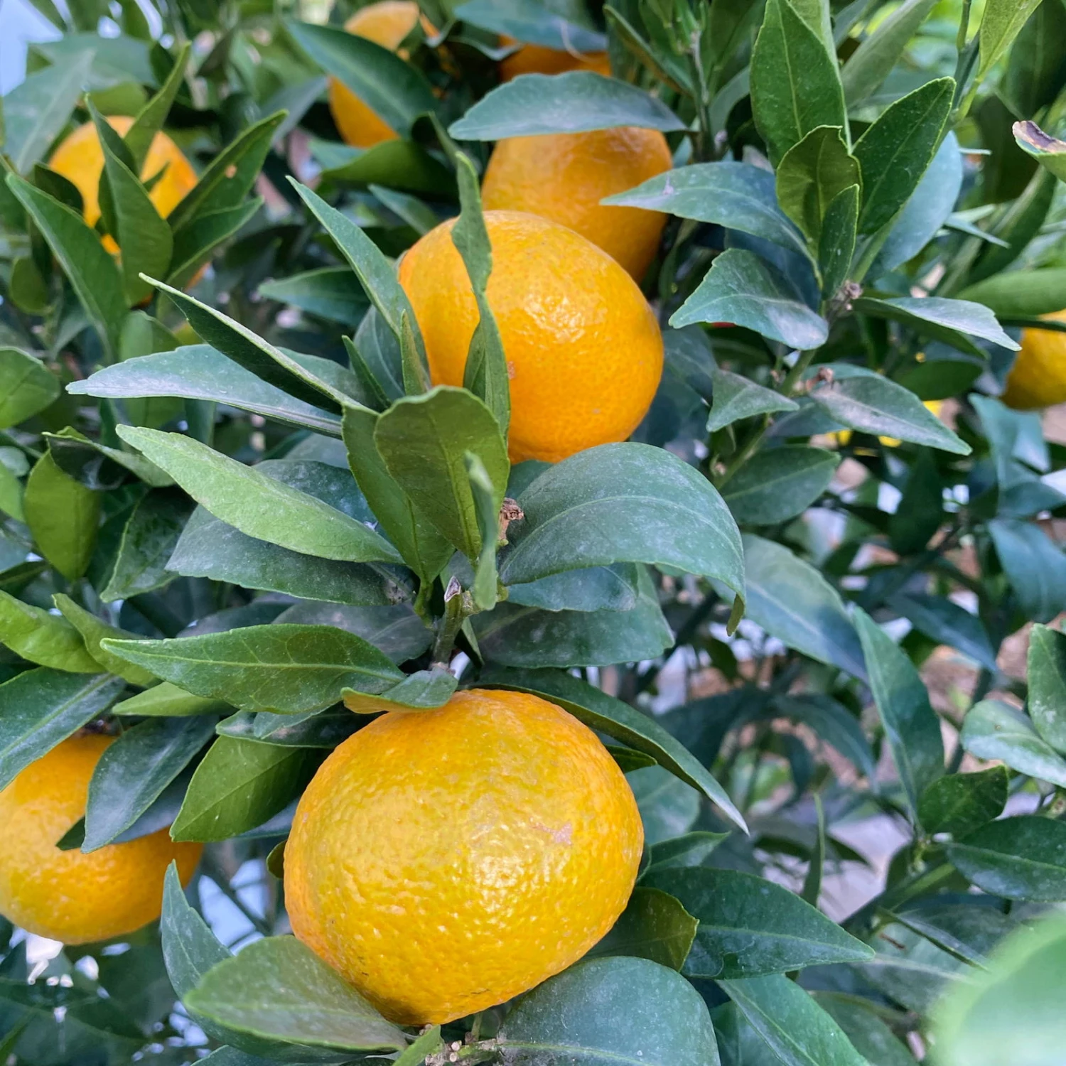 Mandarinenbaum, Stamm, Topf-Ø Ca. 33 Cm, Höhe Ca. 150 Cm 4 Mandarinenbaum, Stamm, Topf-Ø Ca. 33 Cm, Höhe Ca. 150 Cm – Bild 4