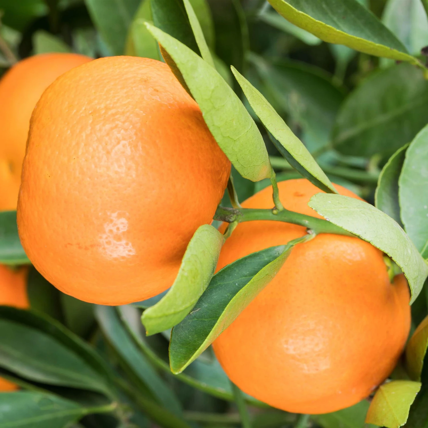 Mandarinenbaum, Stamm, Topf-Ø Ca. 33 Cm, Höhe Ca. 150 Cm 2 Mandarinenbaum, Stamm, Topf-Ø Ca. 33 Cm, Höhe Ca. 150 Cm – Bild 2