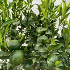 Mandarinenbaum, Stamm, Topf-Ø Ca. 33 Cm, Höhe Ca. 150 Cm 15 Mandarinenbaum, Stamm, Topf-Ø Ca. 33 Cm, Höhe Ca. 150 Cm -Bestes Gartengeräte Geschäft 0630100057 KB Citrus reticulata Stamm T33 4 104204