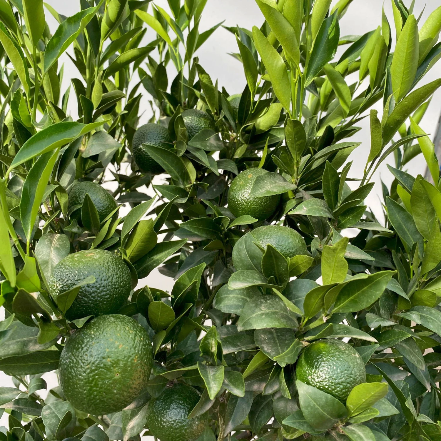 Mandarinenbaum, Stamm, Topf-Ø Ca. 33 Cm, Höhe Ca. 150 Cm 7 Mandarinenbaum, Stamm, Topf-Ø Ca. 33 Cm, Höhe Ca. 150 Cm – Bild 7