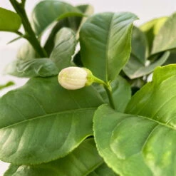 Riesenzitrone, Stamm, Topf-Ø 36 Cm, Höhe Ca. 150 Cm 10 Riesenzitrone, Stamm, Topf-Ø 36 Cm, Höhe Ca. 150 Cm -Bestes Gartengeräte Geschäft 0630100777 Citrus Lipo Kaiserzitrone Citrus limon x Citrus paradisi T20 2 104874