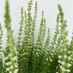 Knospenheide, Weiß, Topf-Ø 10,5/11 Cm, 8er-Set -Bestes Gartengeräte Geschäft 0650100464 Calluna vulgaris Knospenblueher weiss 8er Set 10 112654