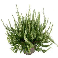 Knospenheide, Weiß, Topf-Ø 10,5/11 Cm, 8er-Set -Bestes Gartengeräte Geschäft 0650100464 Calluna vulgaris Knospenblueher weiss 8er Set 8 112737