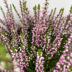 Knospenheide, Lila, Topf-Ø 10,5/11 Cm, 8er-Set 10 Knospenheide, Lila, Topf-Ø 10,5/11 Cm, 8er-Set -Bestes Gartengeräte Geschäft 0650100467 Calluna vulgaris Knospenblueher lila 8er Set 3 112660