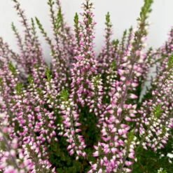 Knospenheide, Lila, Topf-Ø 10,5/11 Cm, 8er-Set 9 Knospenheide, Lila, Topf-Ø 10,5/11 Cm, 8er-Set -Bestes Gartengeräte Geschäft 0650100467 Calluna vulgaris Knospenblueher lila 8er Set 5 112659