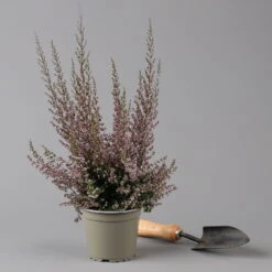 Erica Sparsa Bunt, Farbe Nach Verfügbarkeit, Topf-Ø 12cm, 6er-Set -Bestes Gartengeräte Geschäft 0651100047 Erica sparsa T12 6er Set 125926