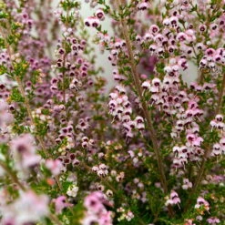 Erica Sparsa Bunt, Farbe Nach Verfügbarkeit, Topf-Ø 12cm, 6er-Set -Bestes Gartengeräte Geschäft 0651100047 Erica sparsa T12 6er Set 1 125789