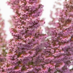 Erica Sparsa Bunt, Farbe Nach Verfügbarkeit, Topf-Ø 12cm, 6er-Set -Bestes Gartengeräte Geschäft 0651100047 Erica sparsa T12 6er Set1 97938