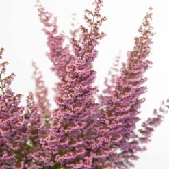 Erica Sparsa Bunt, Farbe Nach Verfügbarkeit, Topf-Ø 12cm, 6er-Set -Bestes Gartengeräte Geschäft 0651100047 Erica sparsa T12 6er Set2 97939