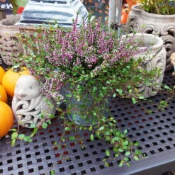 Knospenheide & Mühlenbeckia Mix Rosa, Topf-Ø 13cm, 6er-Set -Bestes Gartengeräte Geschäft 0651200026 Calluna Muehlenbeckia T13 rosa Set 2 81499