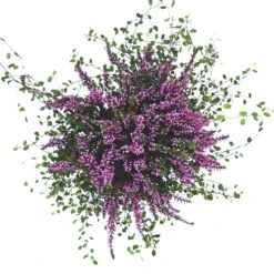 Knospenheide & Mühlenbeckia Mix Rosa, Topf-Ø 13cm, 6er-Set -Bestes Gartengeräte Geschäft 0651200026 Calluna Muehlenbeckia T13 rosa Set 6 81592