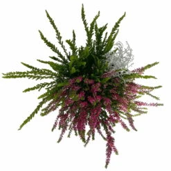 Heide-Mixtopf Mit Knospenheide Und Silberdraht, Topf 17 Cm Ø, 2er-Set 9 Heide-Mixtopf Mit Knospenheide Und Silberdraht, Topf 17 Cm Ø, 2er-Set -Bestes Gartengeräte Geschäft 0651200041 Calluna Mixtopf T17 2er Set Calluna rot Skyli Calocephalus 5 115326