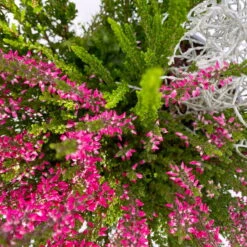 Heide-Mixtopf Mit Knospenheide Und Silberdraht, Topf 17 Cm Ø, 2er-Set 11 Heide-Mixtopf Mit Knospenheide Und Silberdraht, Topf 17 Cm Ø, 2er-Set -Bestes Gartengeräte Geschäft 0651200041 Calluna Mixtopf T17 2er Set Calluna rot Skyli Calocephalus 6 115247