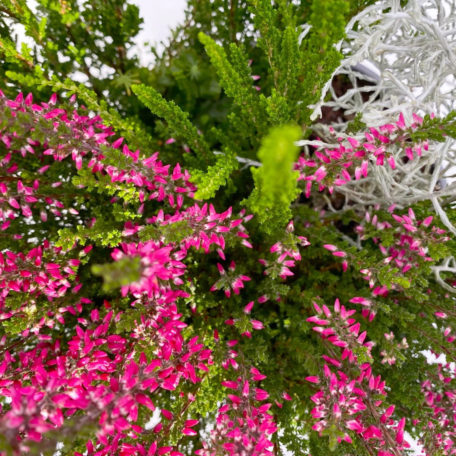 Heide-Mixtopf Mit Knospenheide Und Silberdraht, Topf 17 Cm Ø, 2er-Set 5 Heide-Mixtopf Mit Knospenheide Und Silberdraht, Topf 17 Cm Ø, 2er-Set – Bild 5