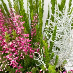 Heide-Mixtopf Mit Knospenheide Und Silberdraht, Topf 17 Cm Ø, 2er-Set 10 Heide-Mixtopf Mit Knospenheide Und Silberdraht, Topf 17 Cm Ø, 2er-Set -Bestes Gartengeräte Geschäft 0651200041 Calluna Mixtopf T17 2er Set Calluna rot Skyli Calocephalus 7 115246