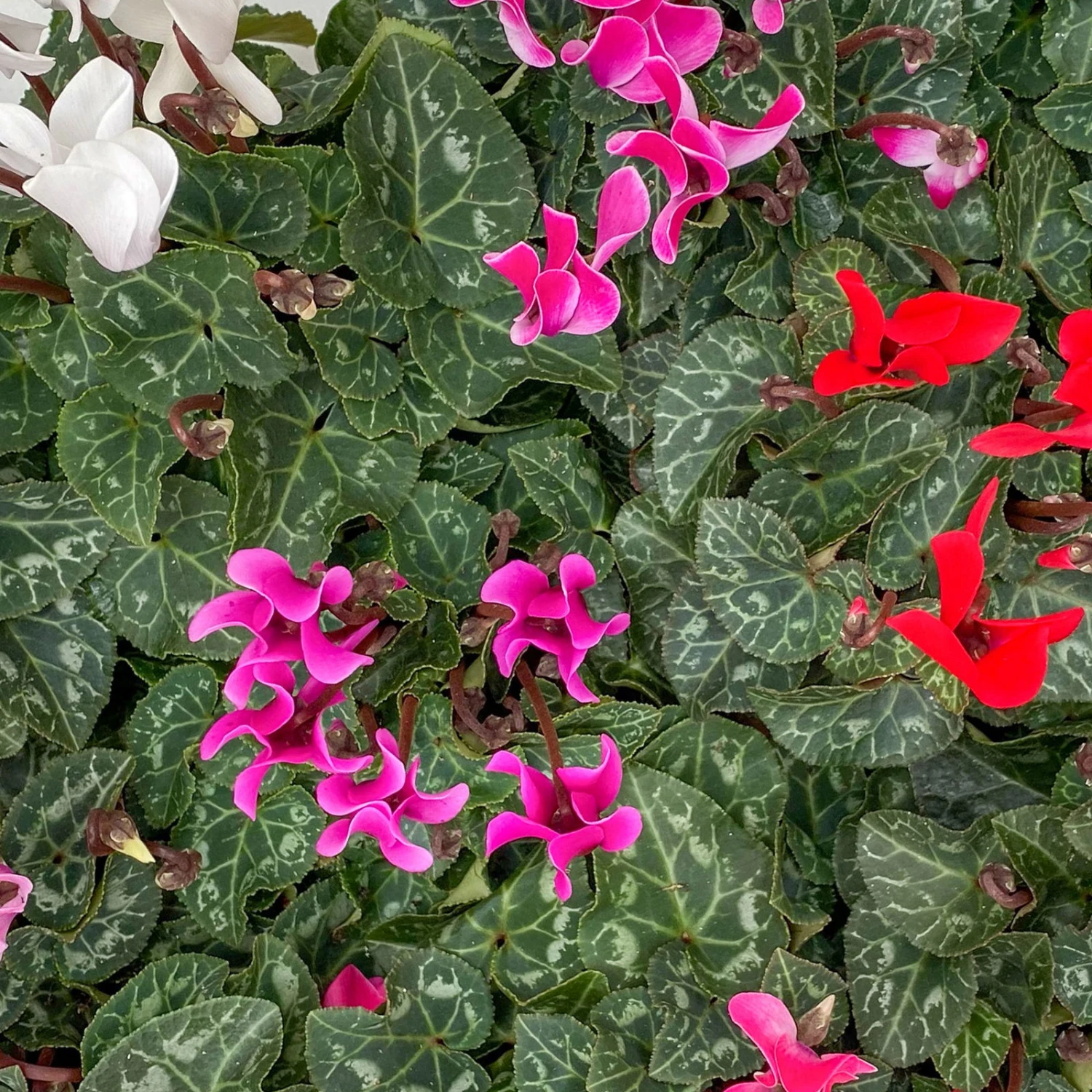 Alpenveilchen, Farben Zufällig, Mini, Topf-Ø 6 Cm, 12er-Set 2 Alpenveilchen, Farben Zufällig, Mini, Topf-Ø 6 Cm, 12er-Set – Bild 2