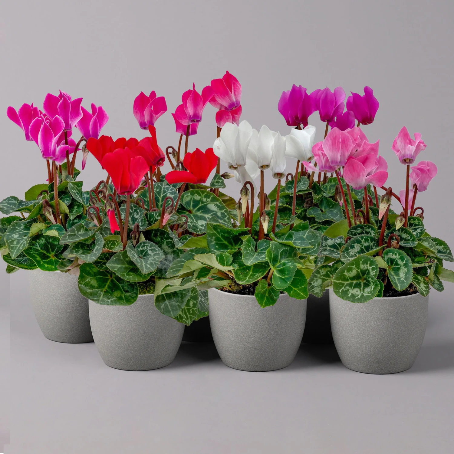 Alpenveilchen, Farben Zufällig, Mini, Topf-Ø 6 Cm, 12er-Set 1 Alpenveilchen, Farben Zufällig, Mini, Topf-Ø 6 Cm, 12er-Set