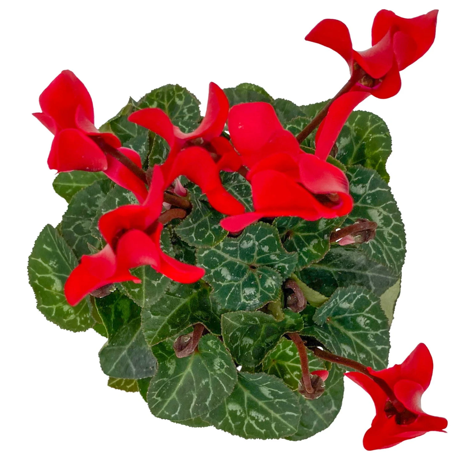 Alpenveilchen, Farben Zufällig, Mini, Topf-Ø 6 Cm, 12er-Set 14 Alpenveilchen, Farben Zufällig, Mini, Topf-Ø 6 Cm, 12er-Set – Bild 14